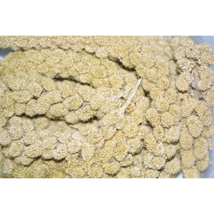 Κεχρί κίτρινο (millet) 1 kg